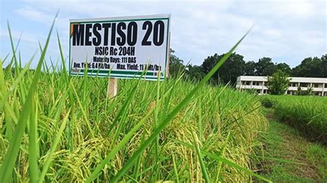 Hybrid rice showcased nationwide this dry season.